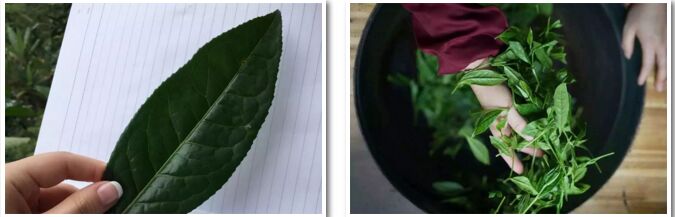 宝安福田罗湖四级中级品茶员培训班