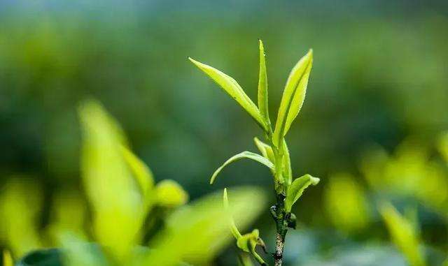 炒青绿茶和烘青绿茶的优缺点是什么