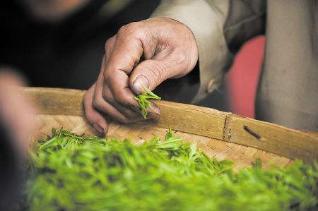 评茶员就业前景